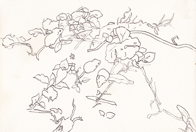 Drawings for Maati – Archive