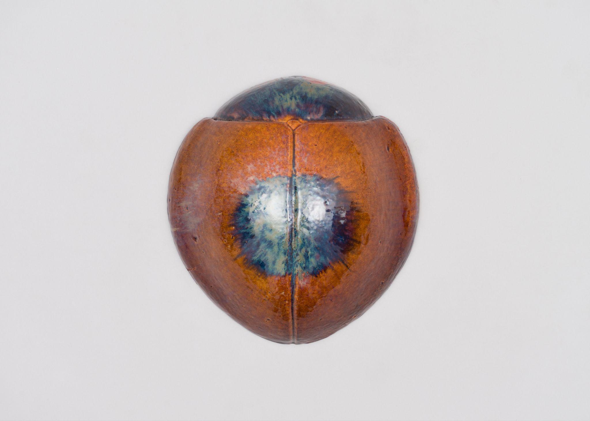 Égida (mariquita)